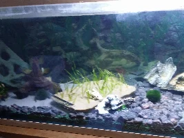 Bud's community tank