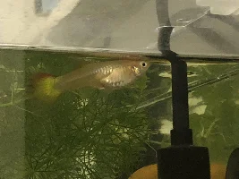 Pregnant? Guppy help