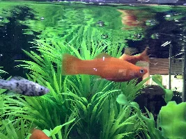 Are they pregnant?