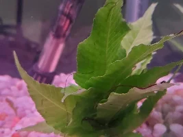 10g tank for dwarf gourami