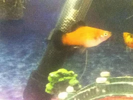 My Fish Tank And Fish