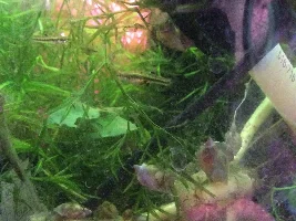 My Livebearers.