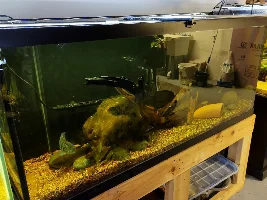 Slimmed Down Fish Room Journal