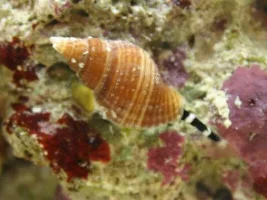 New To Saltwater