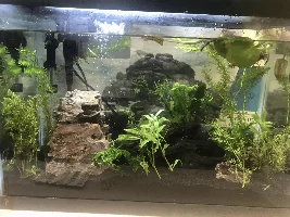 Frogbit Problems