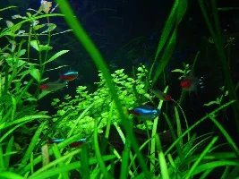 Tank pics and cut lawn by popular request
