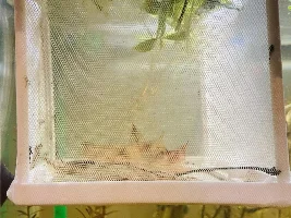 Refurbished 40ish gallon dirted tank/aquascape