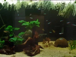 Welcome to the jungle