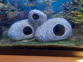 Green sand algae