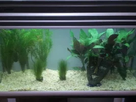 Why We Should Not Fishless Cycle Planted Tanks.