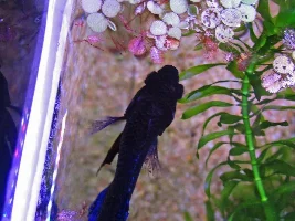 My (very) low-cost 7.92 gallons tank