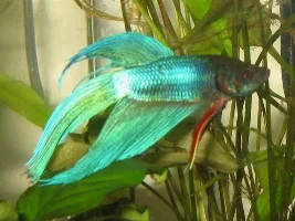 MY FIRST BETTAS!!!!!!!!!!!