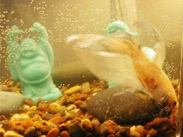 My new Betta Tengu