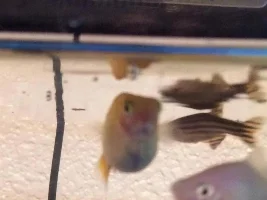 Pregnant Platy Top Of Tank