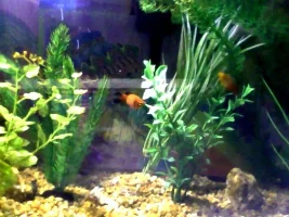 Is My Platy Pregnant
