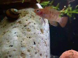 Scarlet Badis