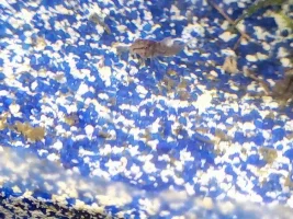 Corydoras aeneus Fry