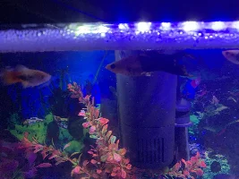 Molly fish with hunched back? Or bent back?