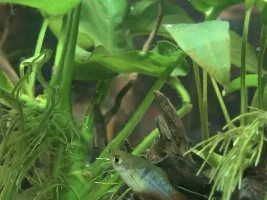 Male Platy is hiding from the rest of his tank mates