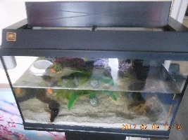 Gourami Breeding Setup