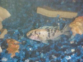 semper fi's fish