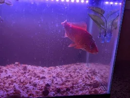 Severely injured Goldfish
