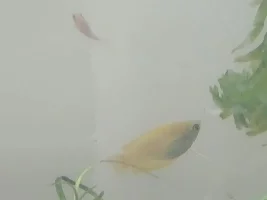 Honey Gourami male or female