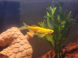 Help Please!