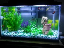 10G Communitu Tank