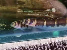 ... embarking on new missions, to boldly go where no loach has gone before...