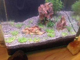 Nano Iwagumi Planted "serene".. That's The Goal!