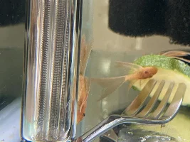 Emergency: plecos might have white spot/ich