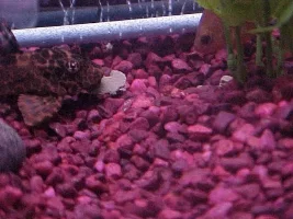 new fishy