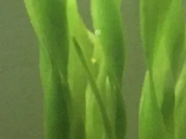 Goldfish eggs?