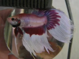 My new betta