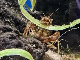 Wild crayfish help please