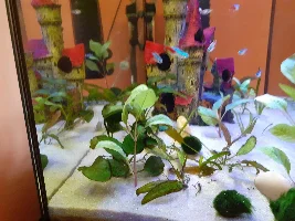 Dying plants  ..