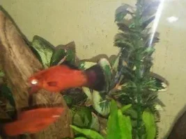 Need Help Identifying Growth On A Fish