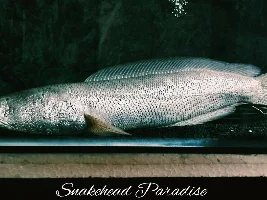 Snakehead Paradise : Platinum Northern Snakeheads