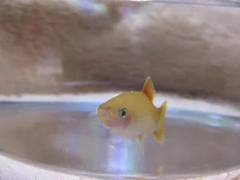 Possible mouth rot/ columnaris on platy