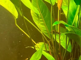 Looking for a fish