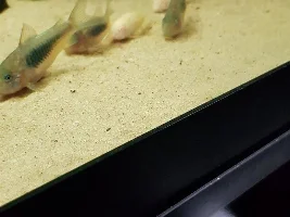 Cory catfish reaction to new light