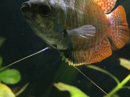 Help! Missing scales and gold!