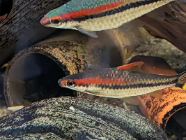 Attempting to document color change of Denison Barb from normal to gold.
