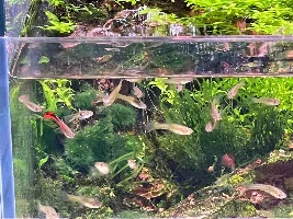Livebearers at Atlas Aquarium in Nundah