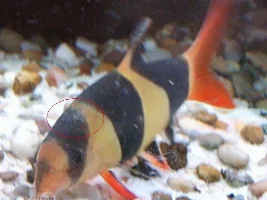Strange acting clown loach