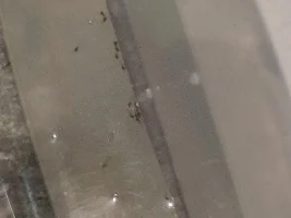 Are there eggs in the bubble nest