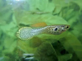 Guppy Line Breeding
