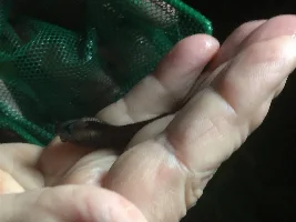 Need Help Sexing This Betta
