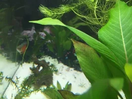 Black Algae...